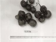 Click for 1 image(s) for this accession. FRUIT